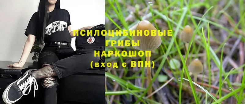 Псилоцибиновые грибы Magic Shrooms  как найти   Киселёвск 